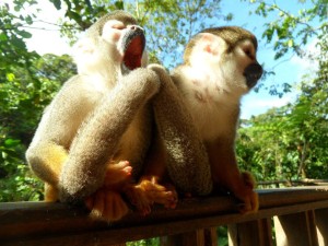 squirrel monkey