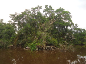 lagunas jungle peru