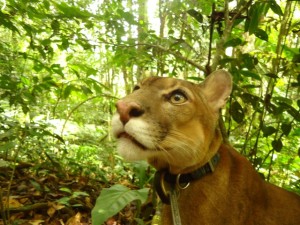 puma bolivia, sonko, park machia